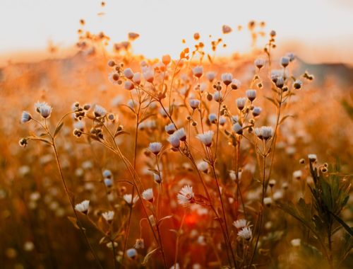 Rozwijające się pąki kwiatów na polu podczas zachodu słońca