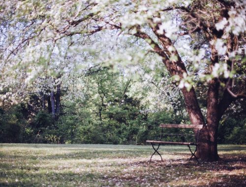 Rozłożyste kwitnące drzewo z białymi kwiatami, pod nim stoi ławka.