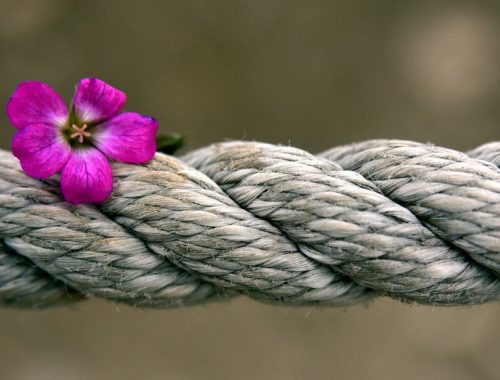 Lina a na niej różowy drobny kwiat