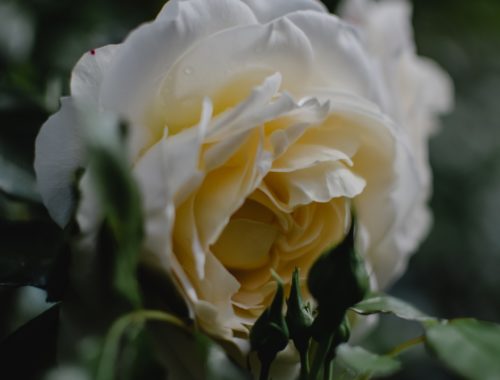 Zbliżenie białej róży w krzaku róż
